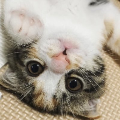 レオン家さんのプロフィール画像