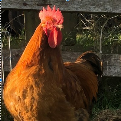 Setting up a permaculture resilience project in Devon - while planning an escape to France. Cannot survive Brexit / Tories / climate breakdown. Raging. #FBPE