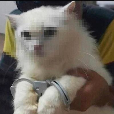 desdecardedeu's profile picture. Sí a tot.