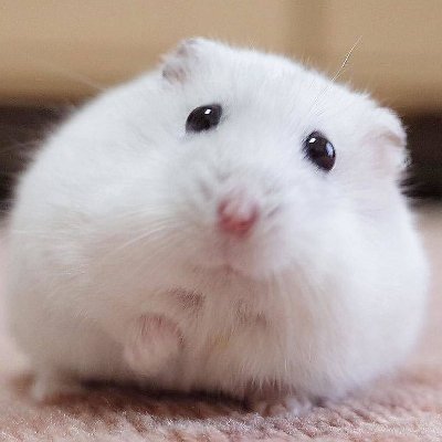 Ham🐹さんのプロフィール画像