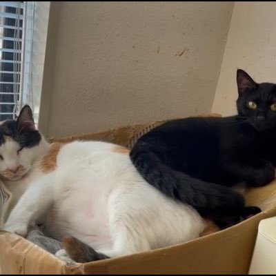 現在52匹の保護猫のお世話をしてるシンガーLINDYの応援アカウント👊LINDYのアカウントもフォローお願い致します🙇♀https://t.co/EZvsZ9MBkM