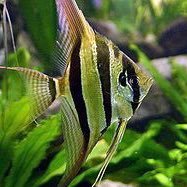 opop450's profile picture. 