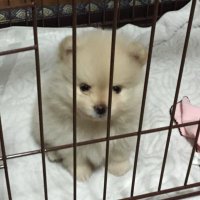 カミンスカスまさお不動産屋 (@fco7lip) Twitter profile photo