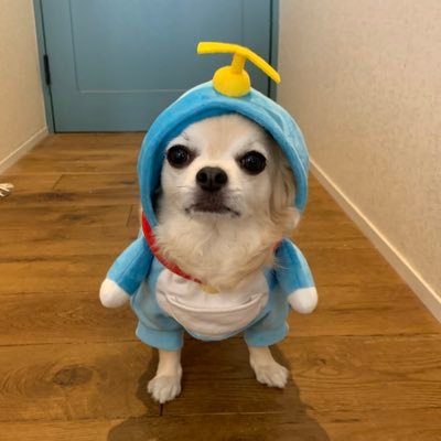 tiwawanoginsan's profile picture. こんにチワワぁ！チワワの銀です。 目指せ犬ユーチューバー！ 個人的なメッセージのやり取りはしてまへん 堪忍な((≡ຶ⚲͜≡ຶ))