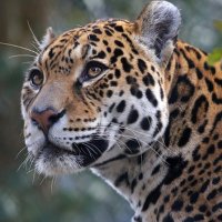 Jaguar1024 (@ludvig_prinn) 's Twitter Profile