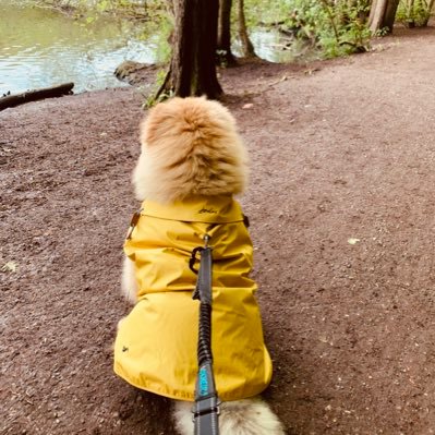 My hoomummy calls me Simba Boy ❤️ I am a #ChowChow exploring the world, causing mischief and making hoomans smile 🐾🥰