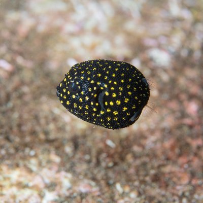 海に潜ってウミウシのおしりおっかけてるシンバルと会話できる気がするひと