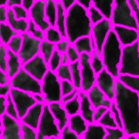 Hannah Yevick (@yevick_lab) Twitter profile photo