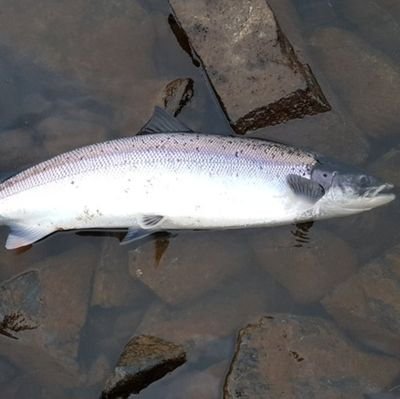 andytuten1's profile picture. love fishing and visiting nice places , 🎣🎣