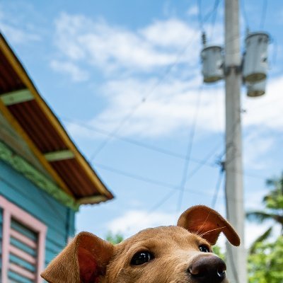 Siempre feliz, protector de los animales... sobre todo de los perros.