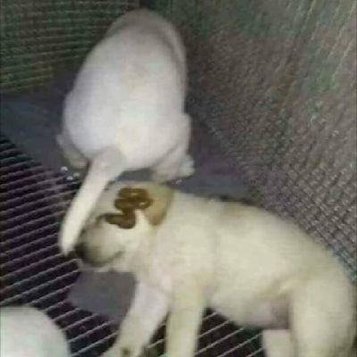 Funkop345's profile picture. Zzz