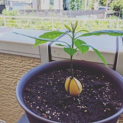 PD2CO's profile picture. 趣味で数学とコンピュータサイエンス
ʕ ⵙᦒⵙ ʔ  he/him/html