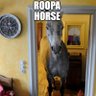 RoopaHorse's profile picture. 