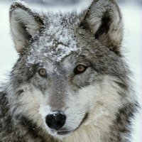 Wolf Witt(@wittluebeck94) 's Twitter Profile Photo