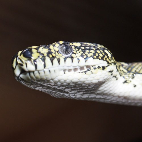 A perfect example of Morelia spilota spilota