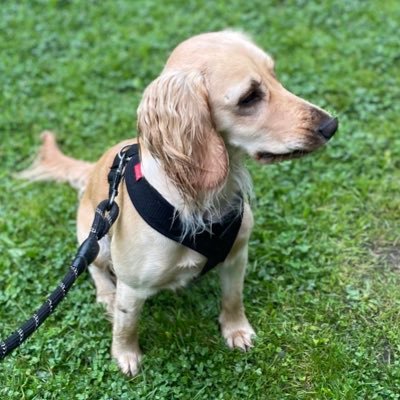Hey I’m loopy Luna a Cocker Spaniel. I’m pretty crazy but the most affectionate kind…I just love people and other doggies. 🐾🐾🐾 #cockerspaniel