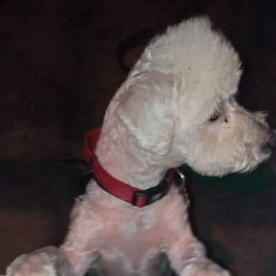 rodrigu35105555's profile picture. Conservador, Neoliberal,Centroderechista,Anticomunista y Reaganomania y Thatcherista..CHAVEZ SE MURIO Y NUNCA VOLVERA SE ESTA QUEMANDO EN EL INFIERNO CON FIDEL