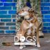 Dogs on Deployment (@dogsondeploymnt) Twitter profile photo Dogs on Deployment (@dogsondeploymnt) Twitter profile photo