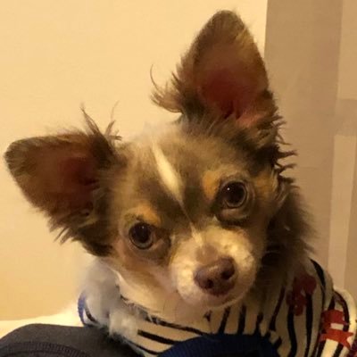 1972年生まれ。夫と2🐶🐶と暮らしてます。2022年12月多系統萎縮症と診断されました。この病気のこと知ったばかりです。色々教えて下さい。