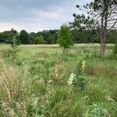 The official account of the Radical Prairiegrass Ecosocialist Party of Illinois. One platform: destroy parking lots, plant prairiegrass, bring back the bison.