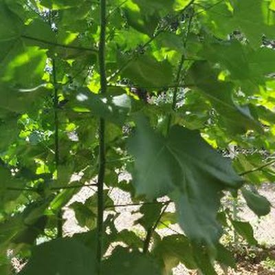 BalerioBordone2's profile picture. 