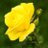 calugolden's profile image