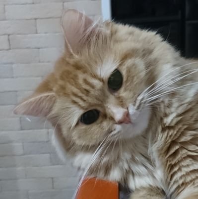 つぐみさんのプロフィール画像