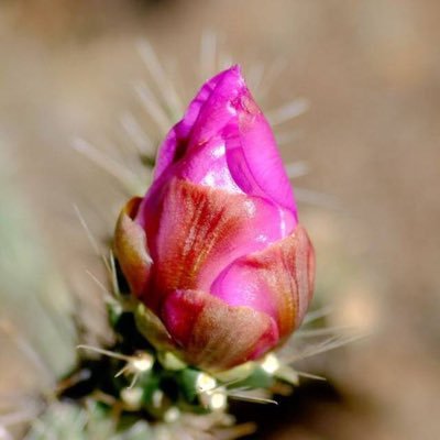 Prickly Arizona Native