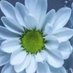 الدانه (@aldanh180) Twitter profile photo الدانه (@aldanh180) Twitter profile photo