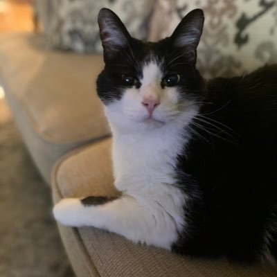 samosby's profile picture. 