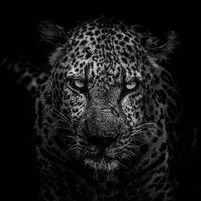 Leopard Lady Profile