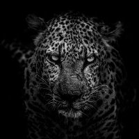 Leopard Lady(@RoaringAwayz) 's Twitter Profile Photo