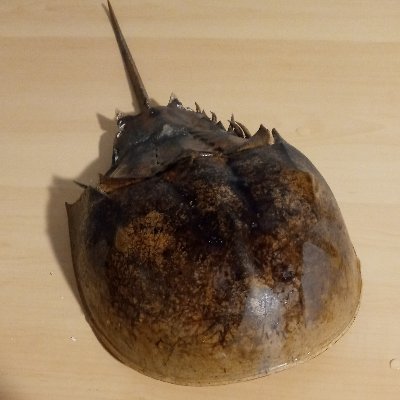 Manuel73303178's profile picture. I tv rv