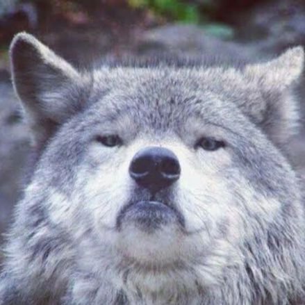 An opinionated Wolf concerned about National Security, Integrity & Financial Markets.