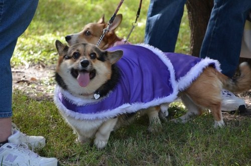 Married, Librarian, OCD -Obsessive Corgi Disorder