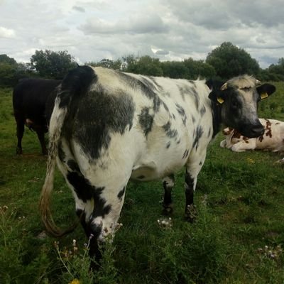 martique75's profile picture. 10/06/14
farming #Fontstown Demesne hapenings working farm #Athy #kildare #bulls #Rocky2 #Apollo #ram #Humpady cow's near 100% easy care dairy x #picture tweats