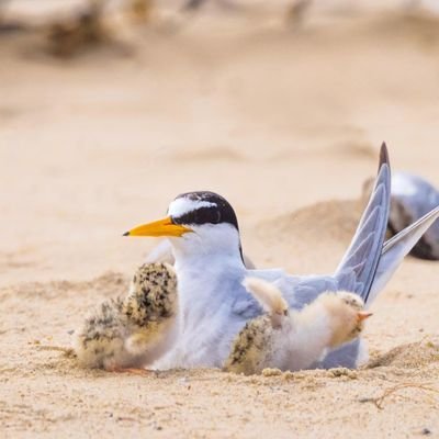 Beach-Nesting Birds (East Norfolk & North Suffolk)