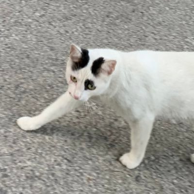 kodal_semih's profile picture. 