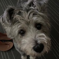 Mary Speake 💙 (@mogsymoo) 's Twitter Profile Photo Mary Speake 💙 (@mogsymoo) 's Twitter Profile Photo