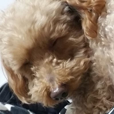 むらやまダッのプロフィール写真
