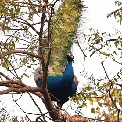 குறிஞ்சி,முல்லை நிலங்களின் தேடல்கொண்ட ஊர்சுற்றி...