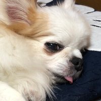みわ🌸 (@qq_box) 's Twitter Profile