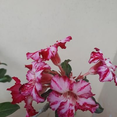 yence098's profile picture. 