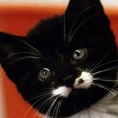 HannahStone2006's profile picture. I am so exited to be part of Twitter community ^_^