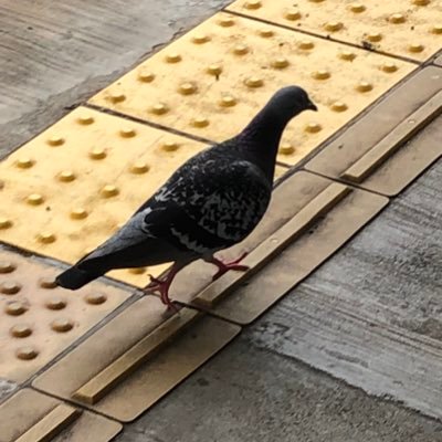 酢酸カーミンさんのプロフィール画像