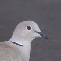 ハト (@hato_sapiens) 's Twitter Profile