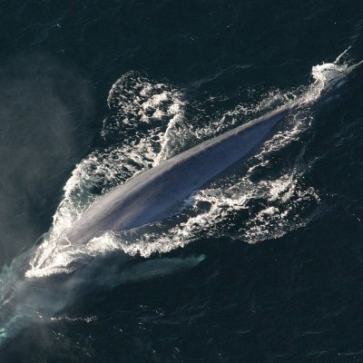 whalestracker's profile picture. Tracking tail-end #BTC transactions. No whales were harmed in the making of these tweets.