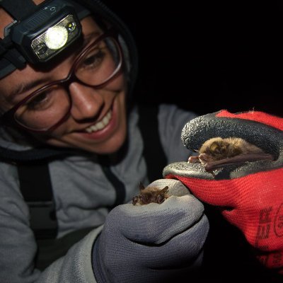 Msc student on #ecology and #biodiversity conservation @biotropicalMS & @UIMP | Currently studying endangered #bat diet at @mcngranollers with @Ratpenats_Cat