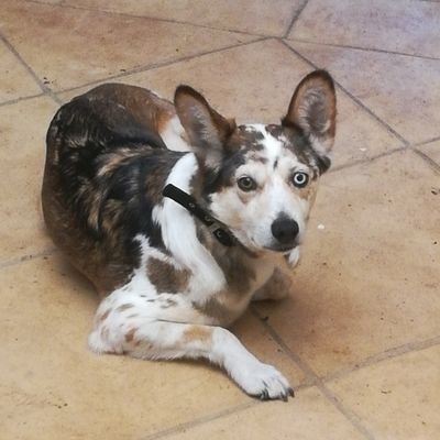 Pensione casalinga cani gatti coniglietti e altri Pet. Cure a domicilio, passeggiate cani