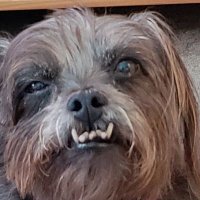 Bowie the Dogg, (@bowiethedogg) 's Twitter Profile